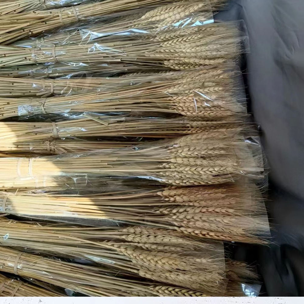 Dried Flower Bulk - ดอกไม้ประดิษฐ์ 50 ชิ้น ก้านข้าวสาลีแห้งธรรมชาติ สำหรับงาน DIY