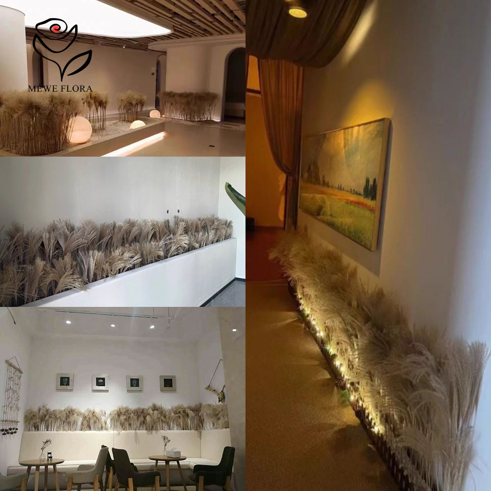 200PCS ธรรมชาติแห้ง Fluffy Ree - Dried Flower Bulk บทวิจารณ์และราคา