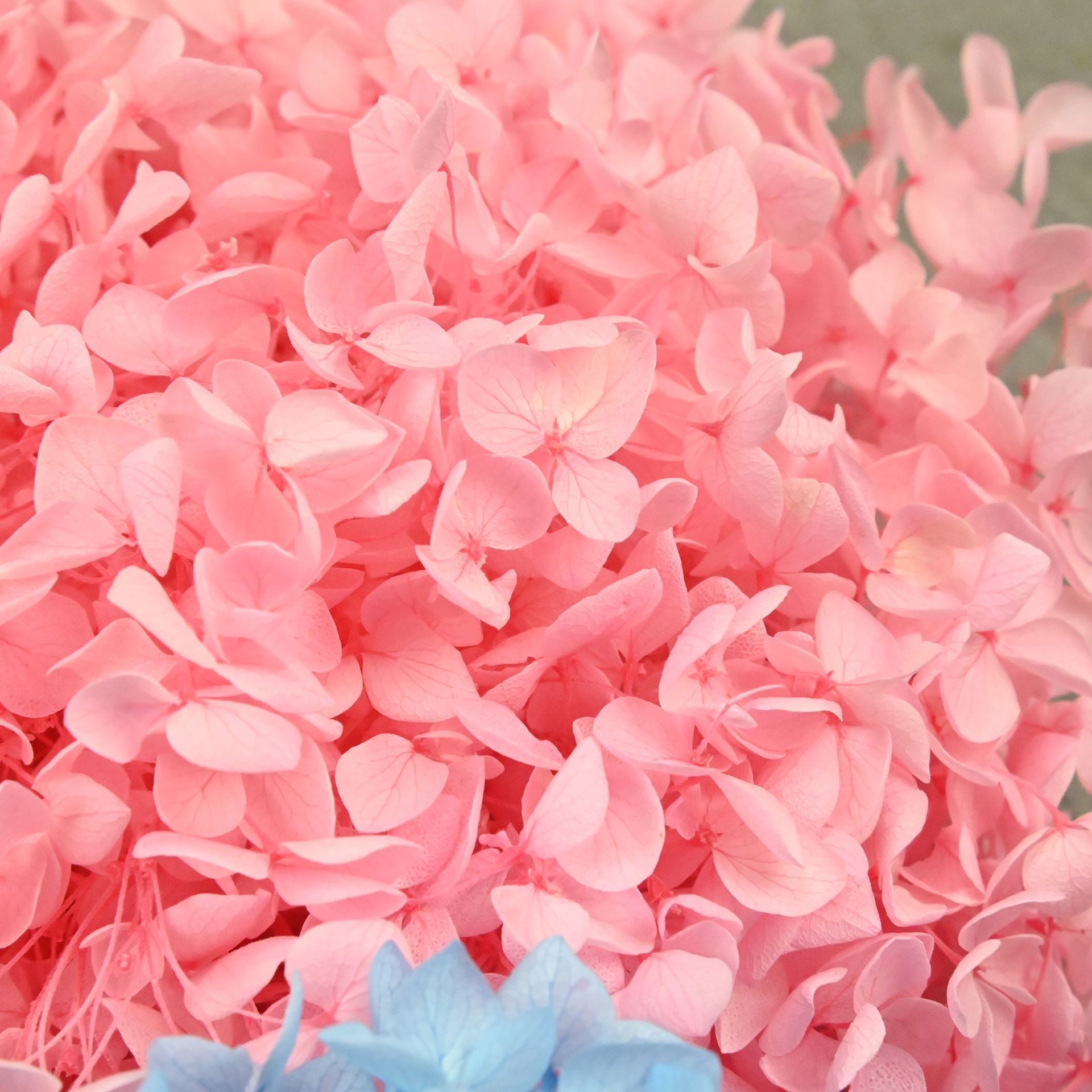 กลีบดอกไฮเดรนเยียธรรมชาติ 20 ก - Dried Flower Bulk บทวิจารณ์และราคา